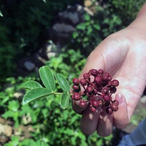 Alternative view of Sichuan Flower Pepper (Special-Grade Da Hong Pao Sichuan Pepper)